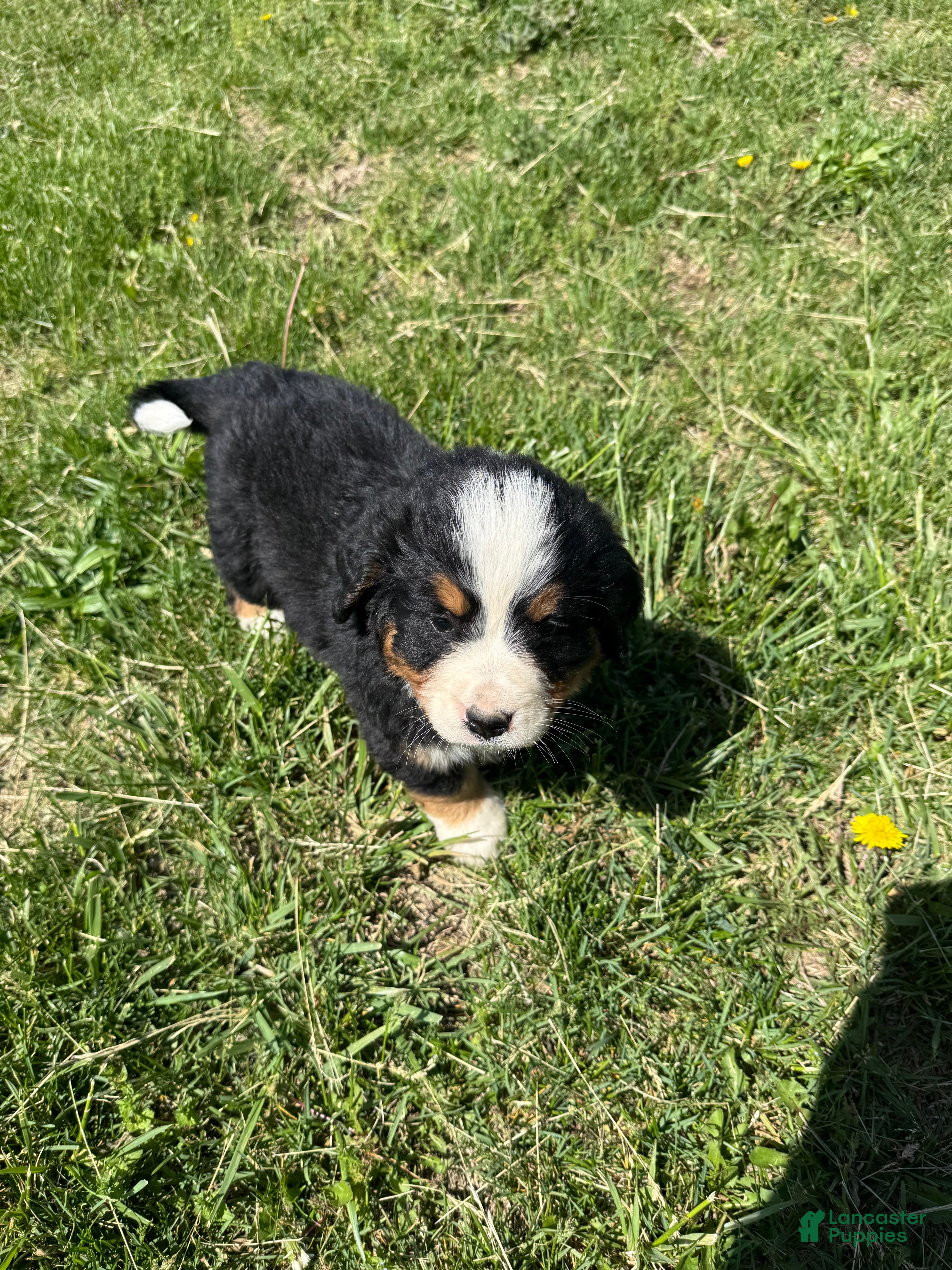 Bernese Mountain Dog dogs Riley  - Ad 6
