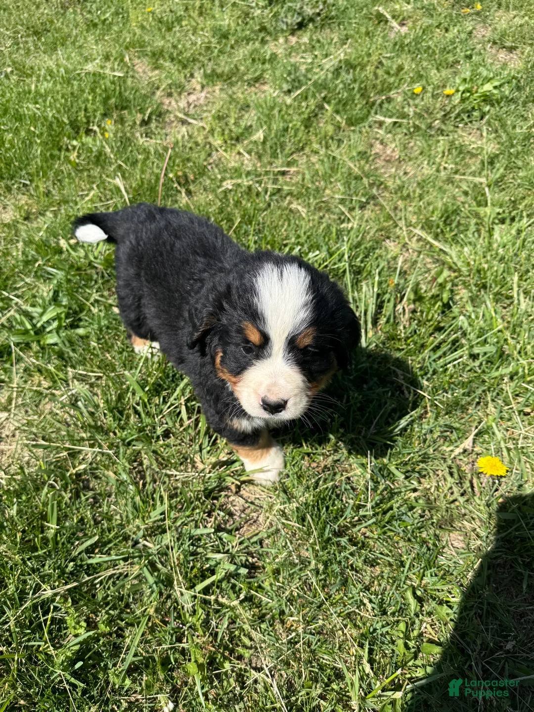 Bernese Mountain Dog dogs for sale: Riley  - Ad 1