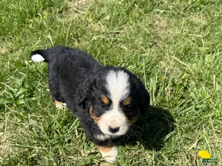 Bernese Mountain Dog dogs Riley - Ad 7