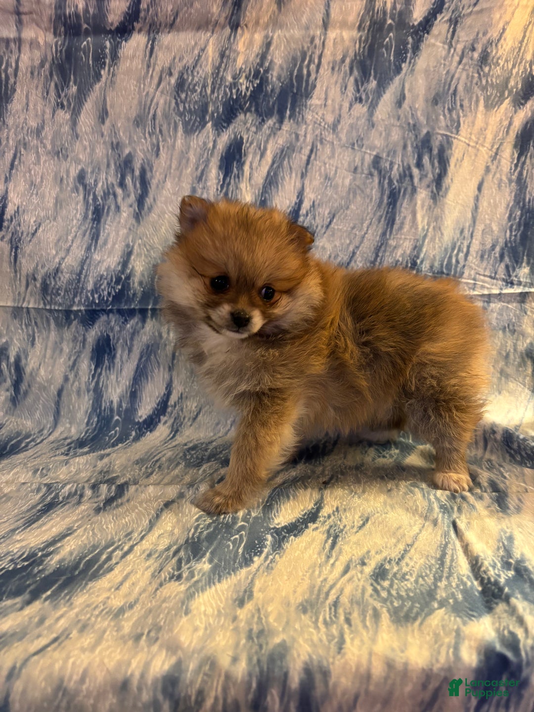 Pomeranian dogs for sale: Sassy - Ad 3