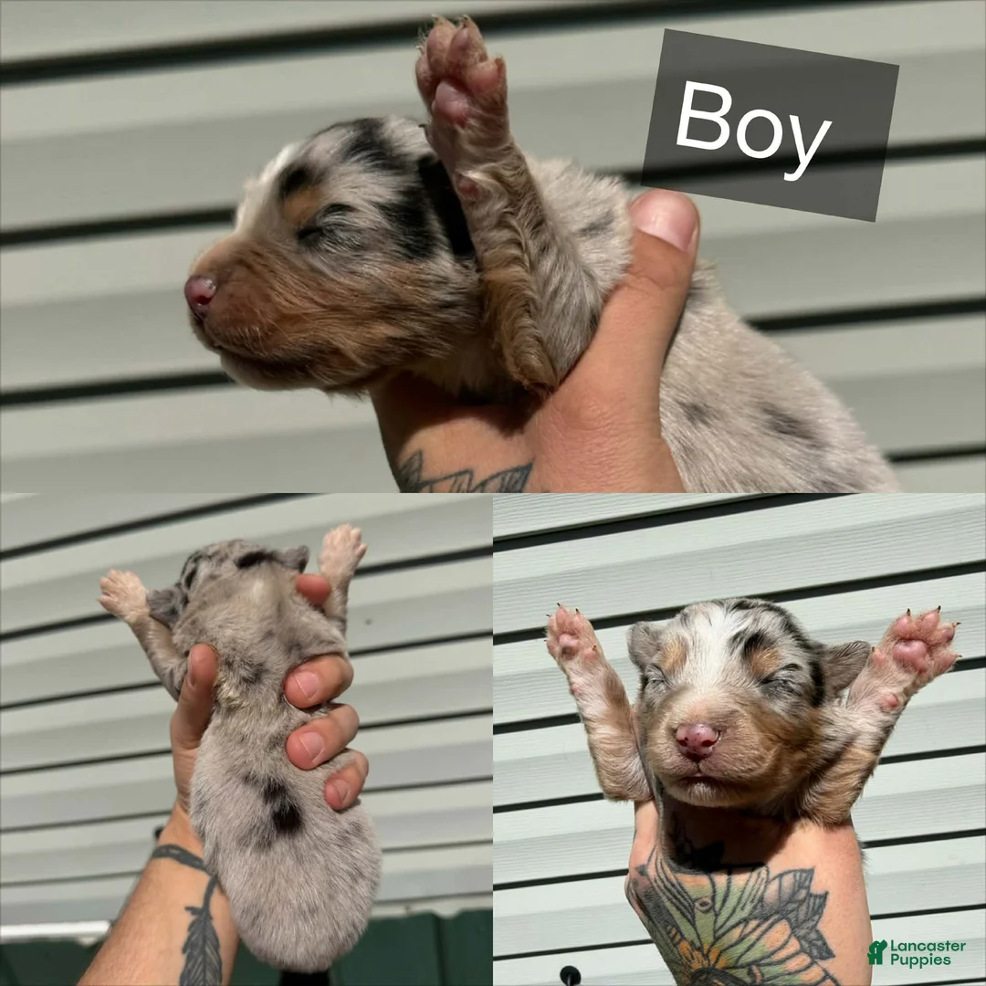 Australian Shepherd dogs for sale: Australian Shepherd Puppy 1 - Ad 5