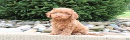 Cavapoo dogs for sale: Rosie - Ad 6