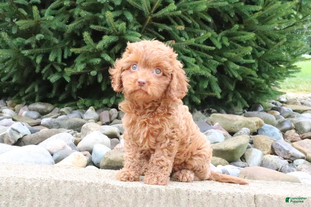 Cavapoo dogs for sale: Rosie - Ad 6
