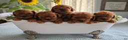 Cavalier King Charles Spaniel dogs for sale: Blaze - Ad 6
