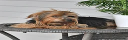 Yorkshire Terrier dogs for sale: Cathy - Ad 6