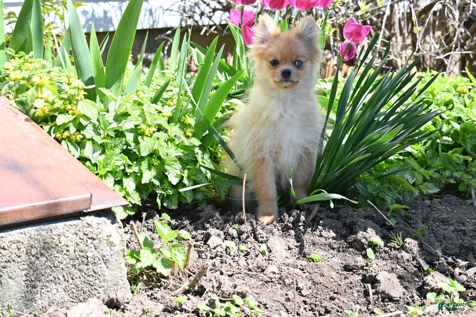 Pomeranian dogs Timmy - Ad 40