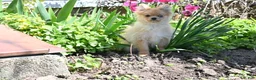 Pomeranian dogs for sale: Timmy - Ad 1