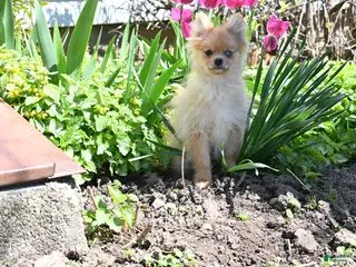 Pomeranian dogs Timmy - Ad 40