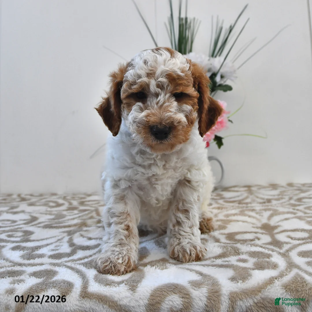 Mini Goldendoodle dogs for sale: Cooper - Ad 2