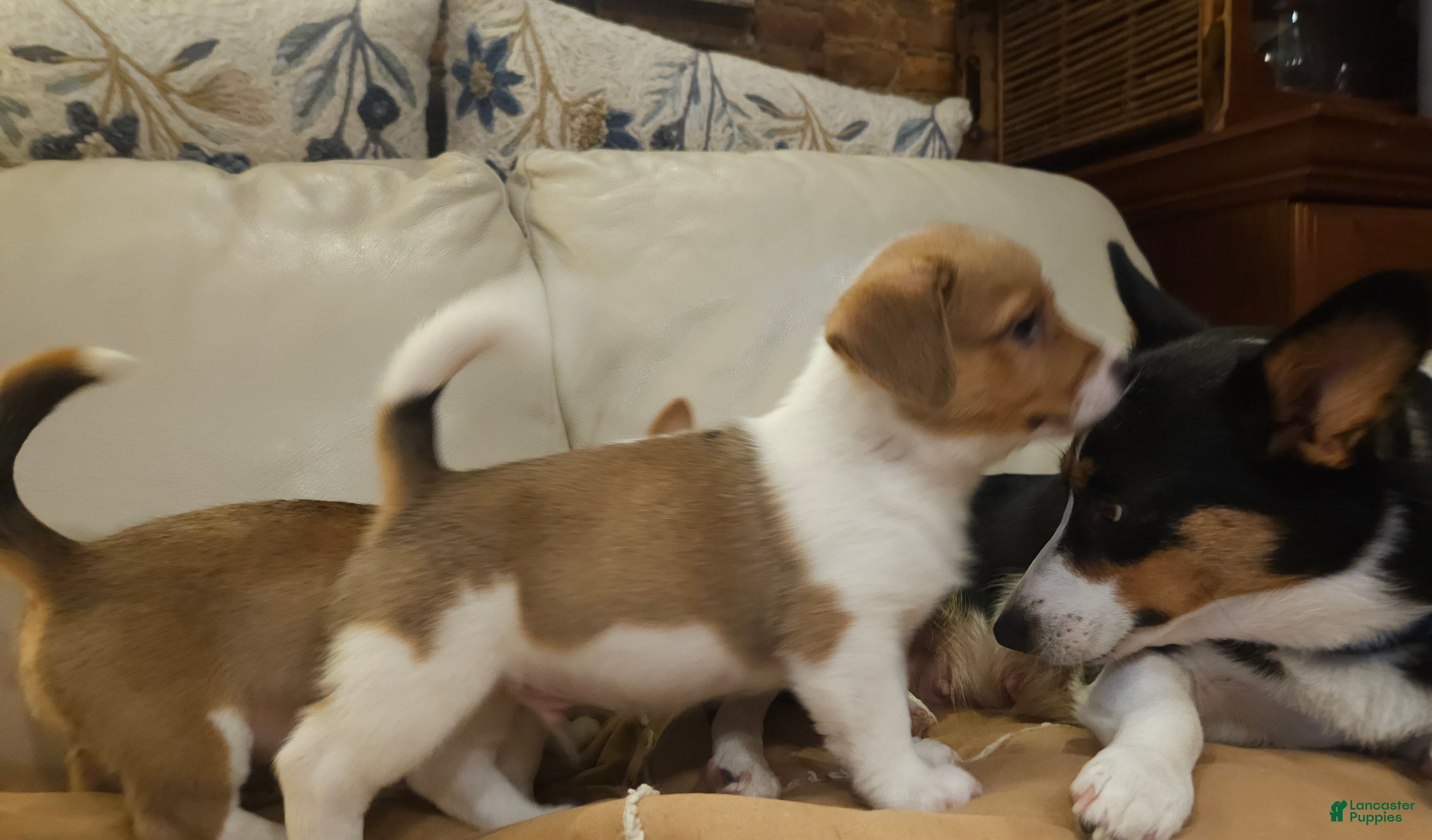 Mixed Breed dogs Orpheus - Ad 2