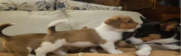 Mixed Breed dogs for sale: Orpheus - Ad 43