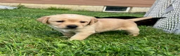 Labrador Retriever dogs for sale: Liberty - Ad 2