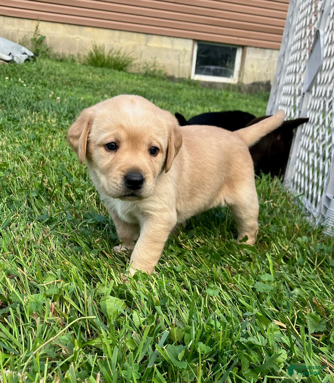 Labrador Retriever dogs for sale: Liberty - Ad 2