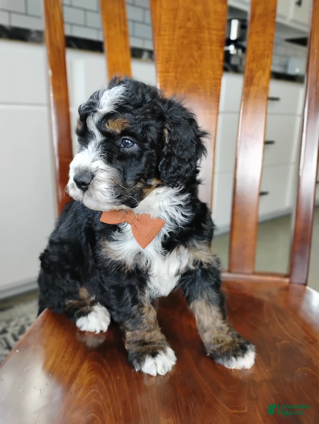 Mini Bernedoodle dogs for sale: Mini Bernedoodle Puppy 3 - Ad 2