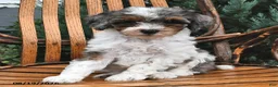 Miniature Poodle dogs for sale: Snowflake  - Ad 4