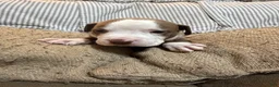 American Bully dogs for sale: American Bully 3 - Ad 3