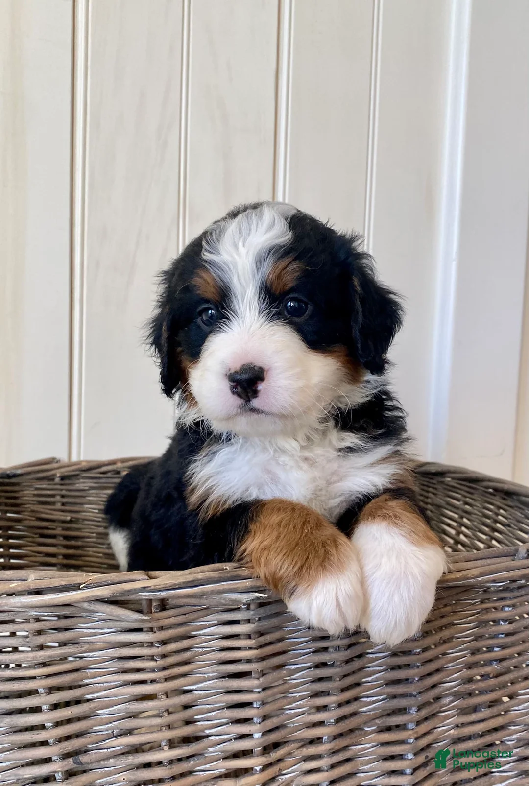 Gallery Image {{count}}