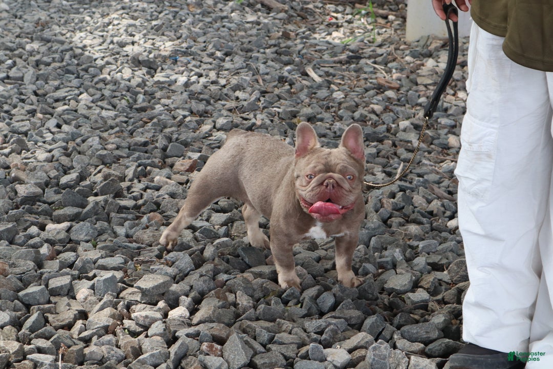 French Bulldog dogs for sale: Rocky - Ad 11