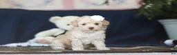 Toy Poodle dogs for sale: Betsy - Ad 1