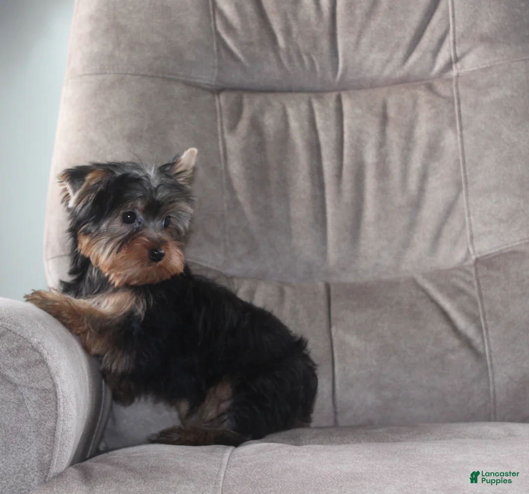 Yorkshire Terrier dogs for sale: Benji - Ad 7