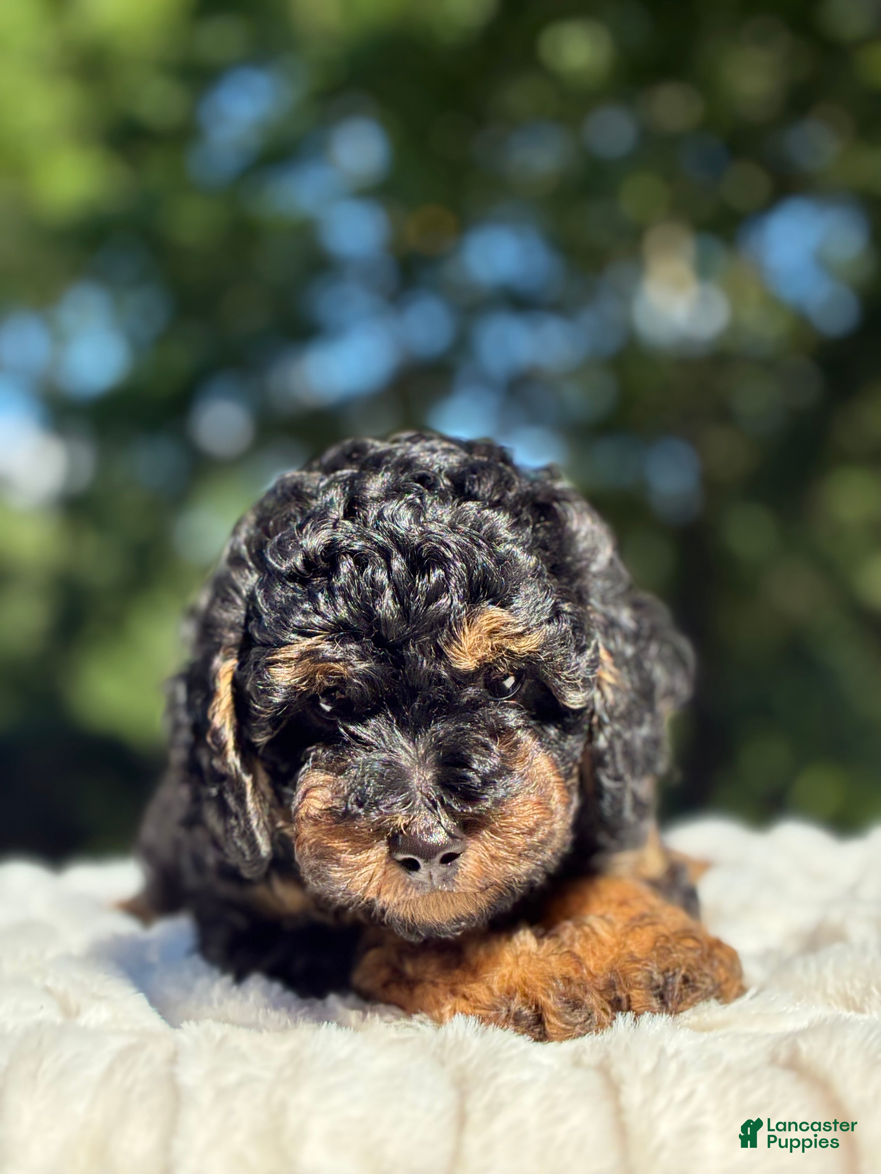 Yorkiepoo dogs  Coco - Ad 2
