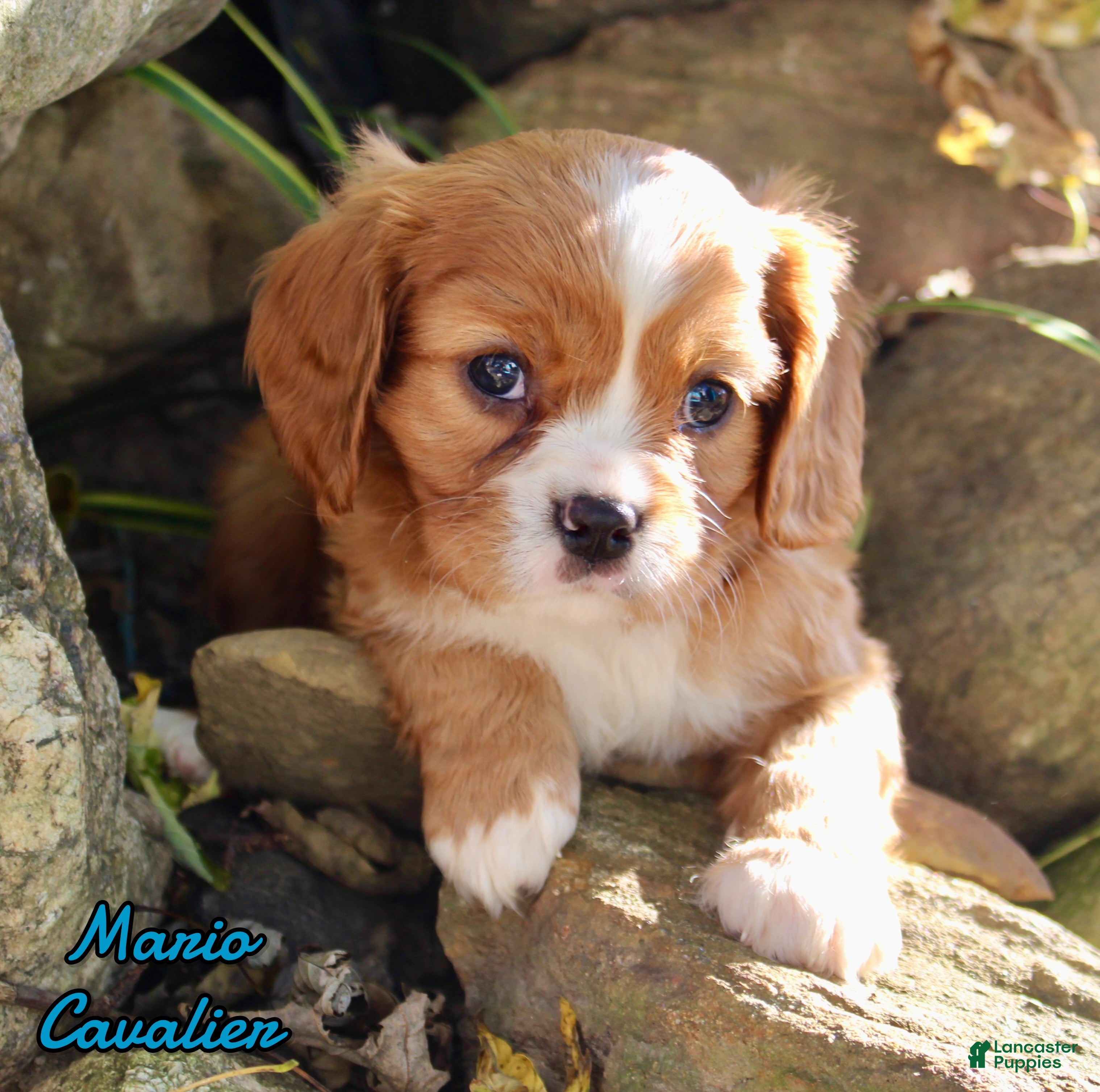 Cavalier King Charles Spaniel dogs Mario Male AKC Cavalier - Ad 1
