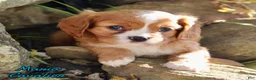 Cavalier King Charles Spaniel dogs for sale: Mario Male AKC Cavalier - Ad 1