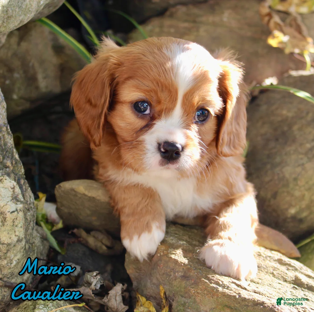 Cavalier King Charles Spaniel dogs for sale: Mario Male AKC Cavalier - Ad 1