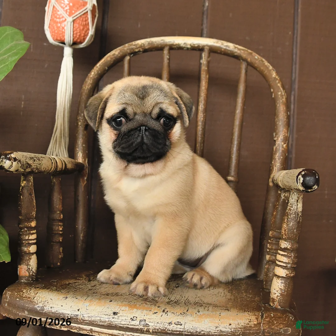 Pug dogs for sale: Stella - Ad 1