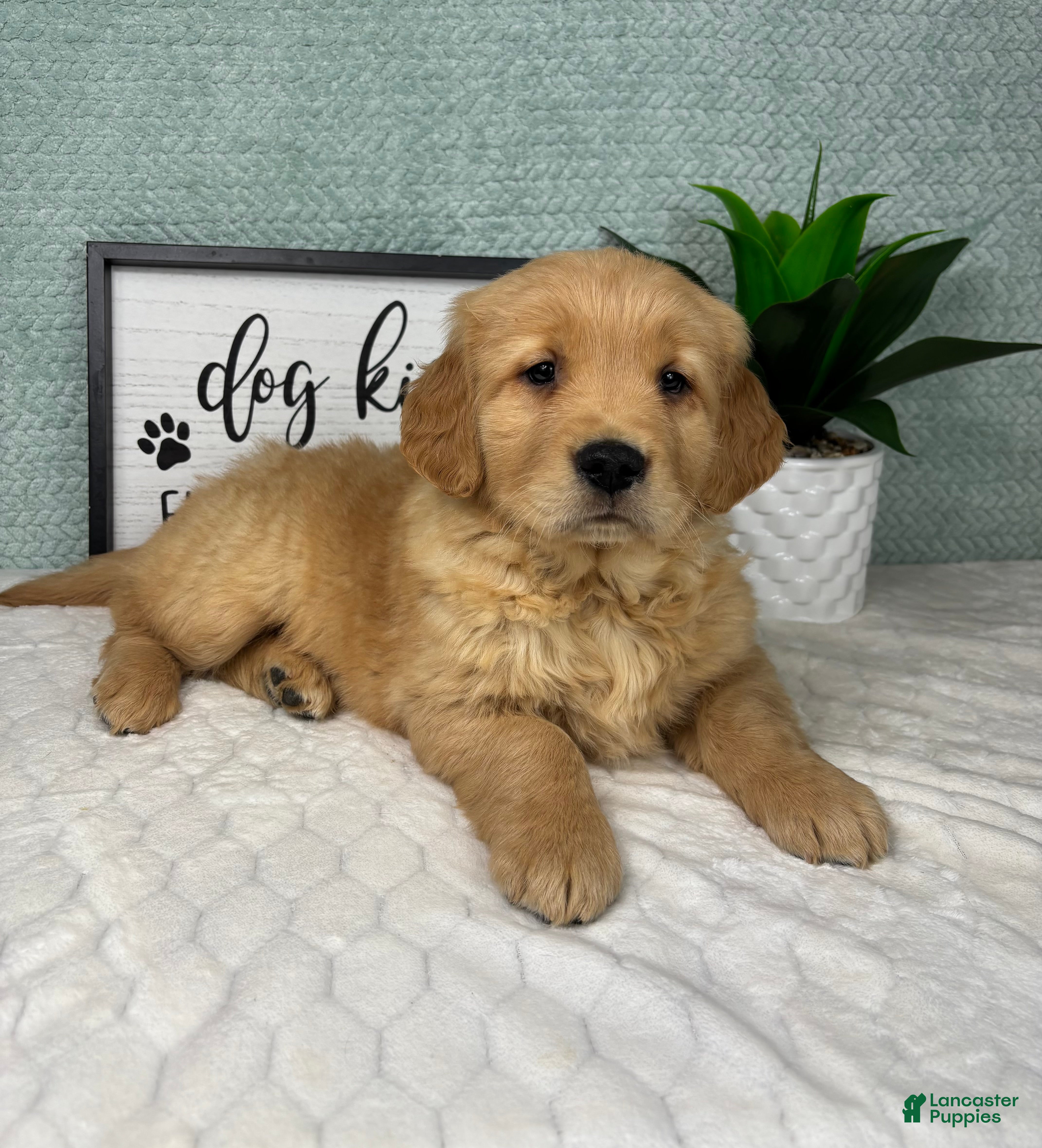 Golden Retriever dogs Greyson - Ad 37