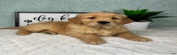 Golden Retriever dogs for sale: Greyson - Ad 1