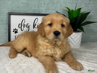 Golden Retriever dogs Greyson - Ad 28