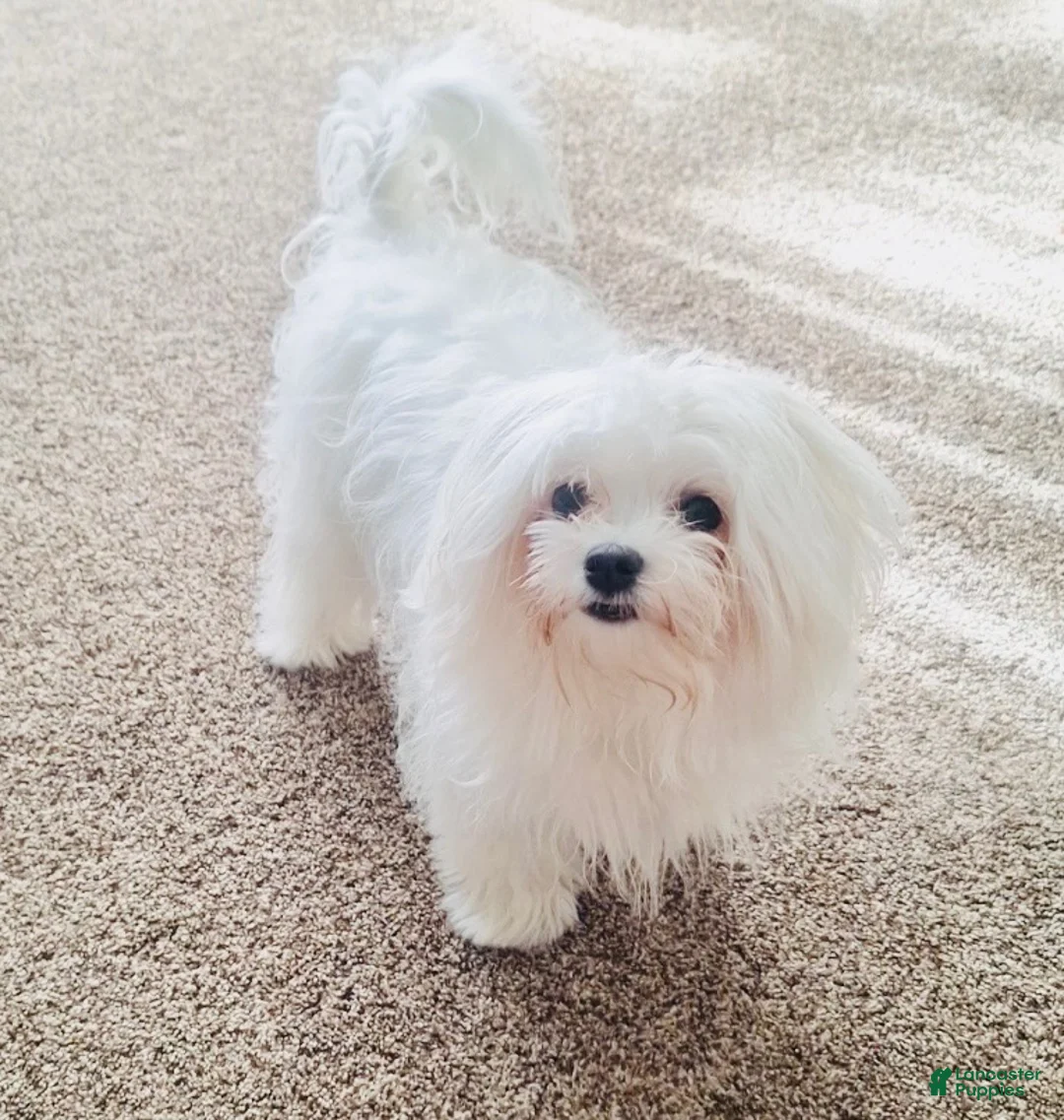 Maltese dogs for sale: Toy sized Andi - Ad 8