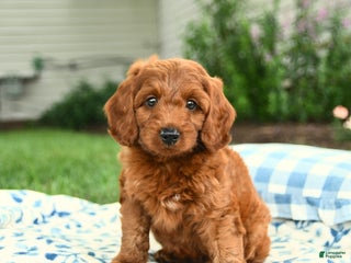 Miniature Labradoodle dogs - Ad 30