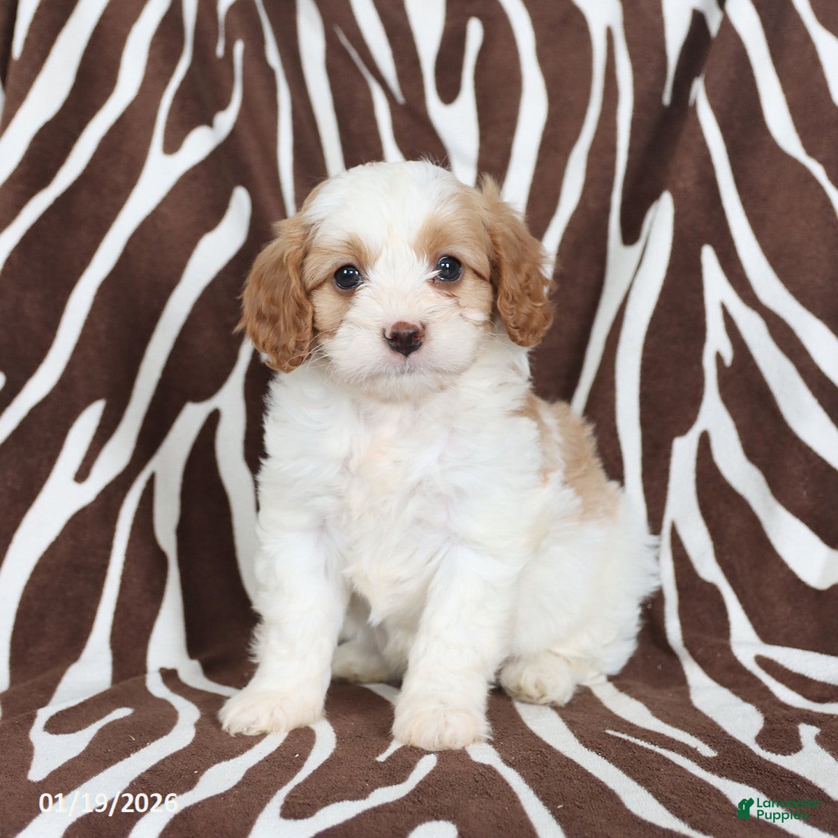 Cavapoo dogs Sully - Ad 27