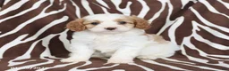 Cavapoo dogs for sale: Sully - Ad 1
