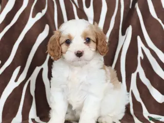 Cavapoo dogs Sully - Ad 39