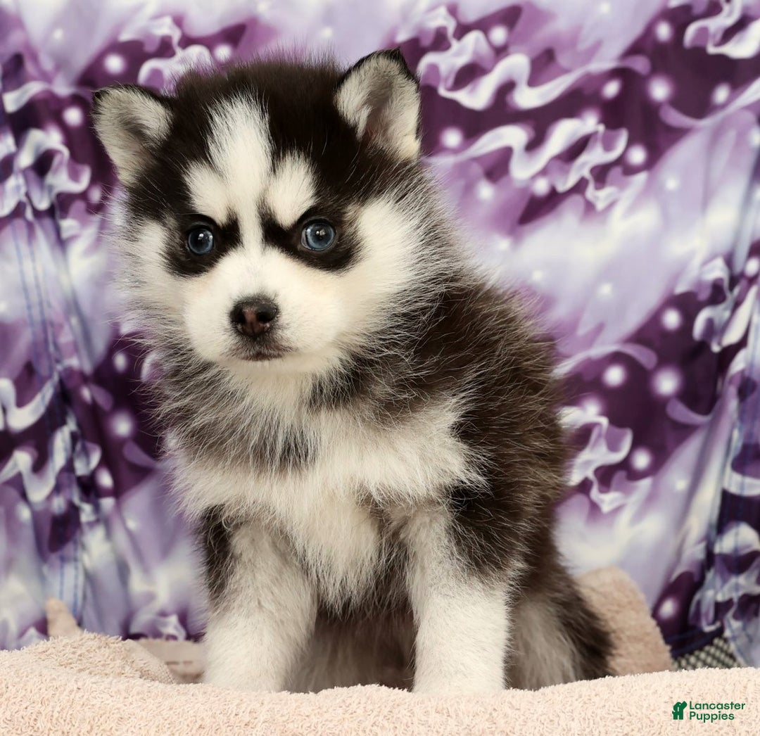 Pomsky dogs for sale: Sampson - Ad 6