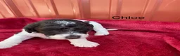 Labradoodle dogs for sale: F1bb Chloe - Ad 3