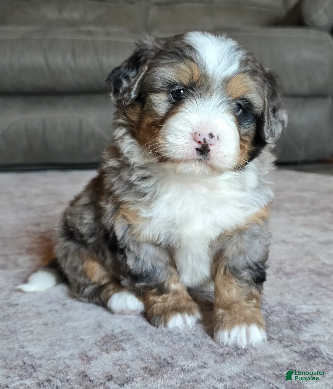 Mini Bernedoodle dogs for sale: Mini Max - Ad 2