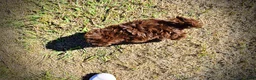 Havapoo dogs for sale: Prince - Ad 18