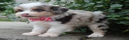 Mini Aussiedoodle dogs for sale: Mini Ava - Ad 5
