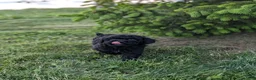 Miniature Poodle dogs for sale: Miniature Poodle Puppy 3 - Ad 7
