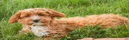 Cavapoo dogs for sale: Herbie - Ad 5