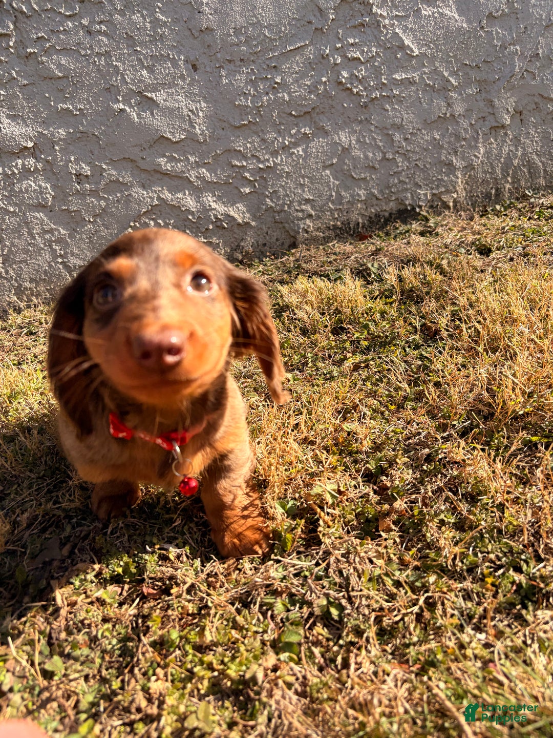 Miniature Dachshund dogs for sale: Odin - Ad 2