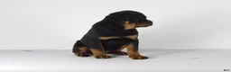 Rottweiler dogs for sale: Rottweiler Puppy 5 - Ad 5