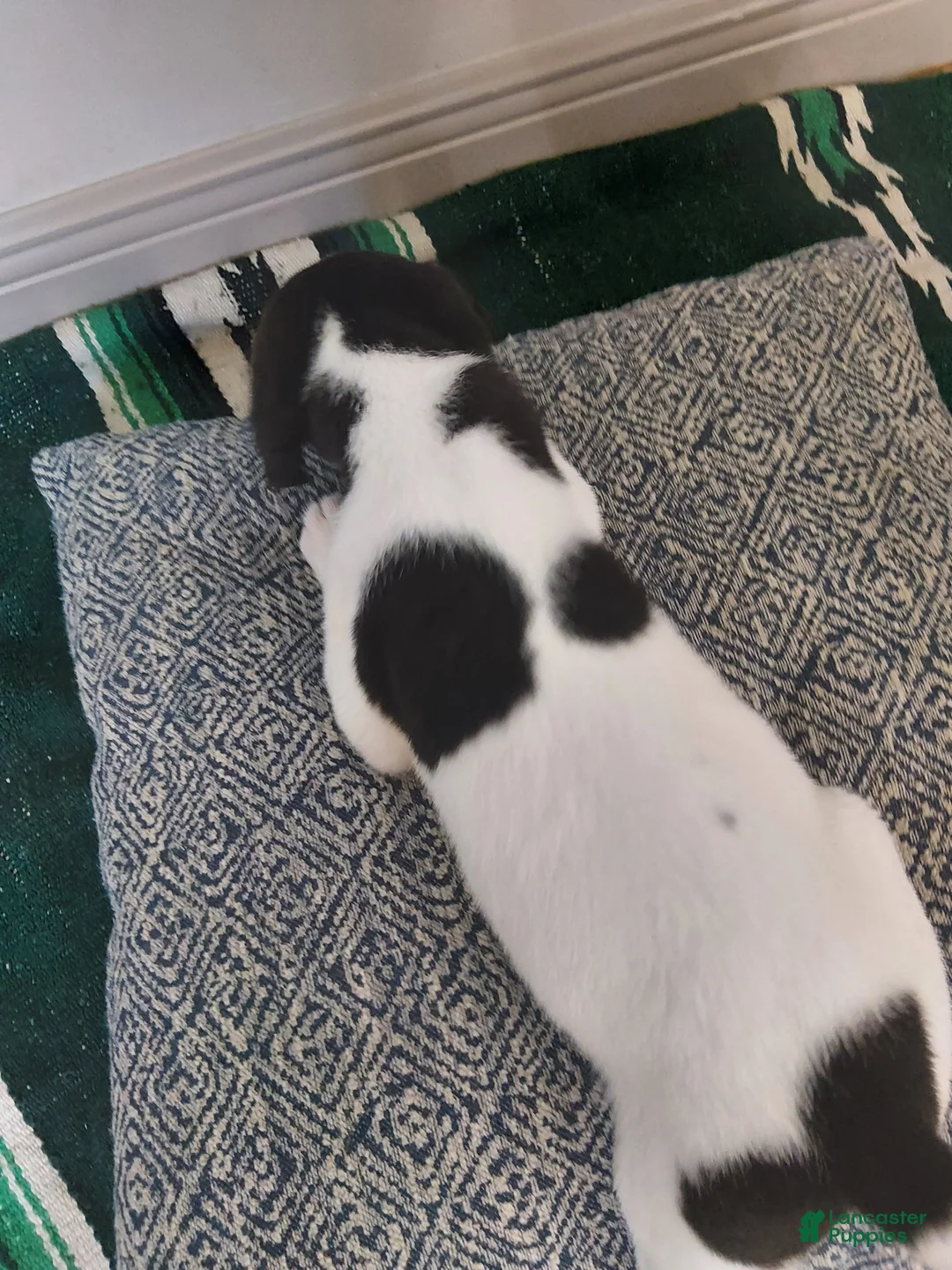 Mixed Breed dogs for sale: Hera - Ad 2