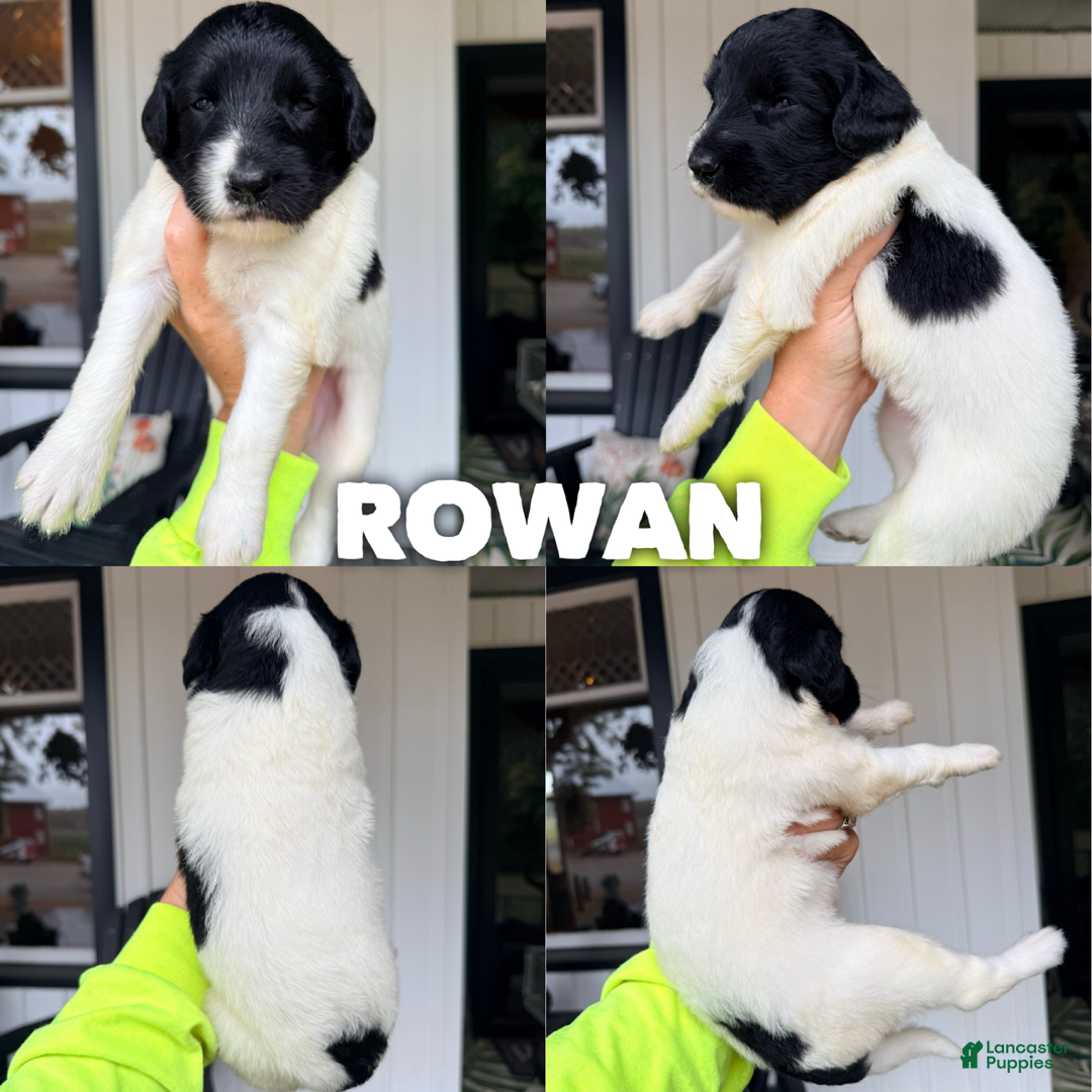 Saint Berdoodles dogs for sale: Rowan - Ad 6