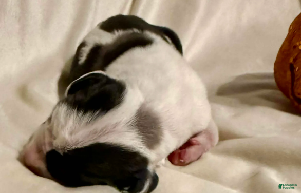 Great Dane dogs Rafike - Ad 14