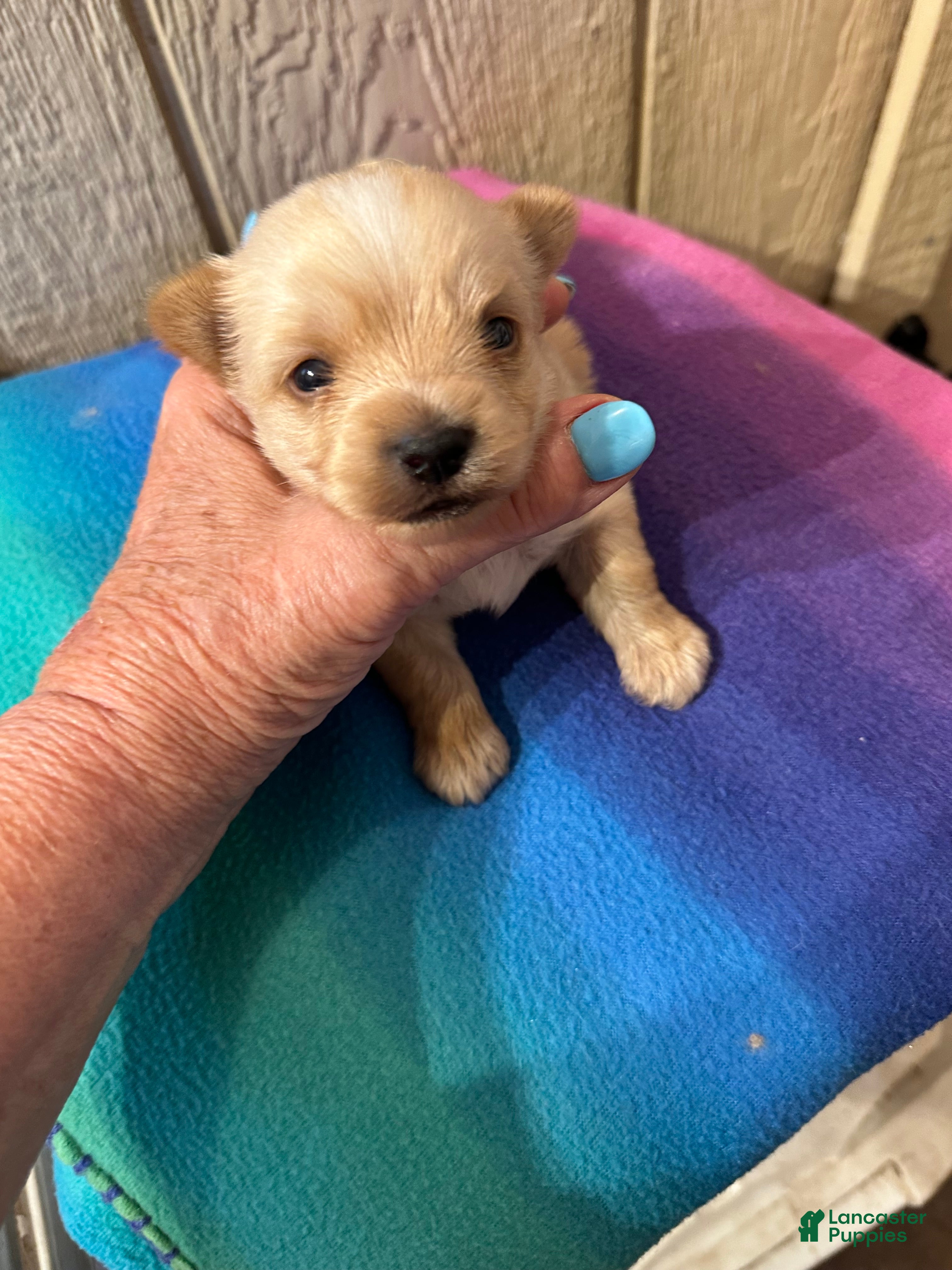 Yorkshire Terrier dogs AKC Calvin Gold dust - Ad 1